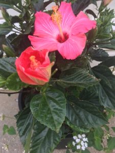 Hibiscus at Grammye's