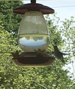 Hummingbird at feeder Grammye's Front Porch