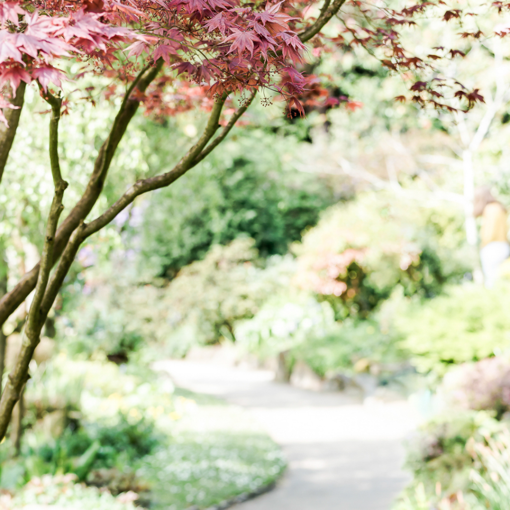 Spring Japanese maple