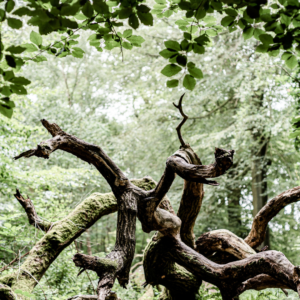 Spring tree trunk