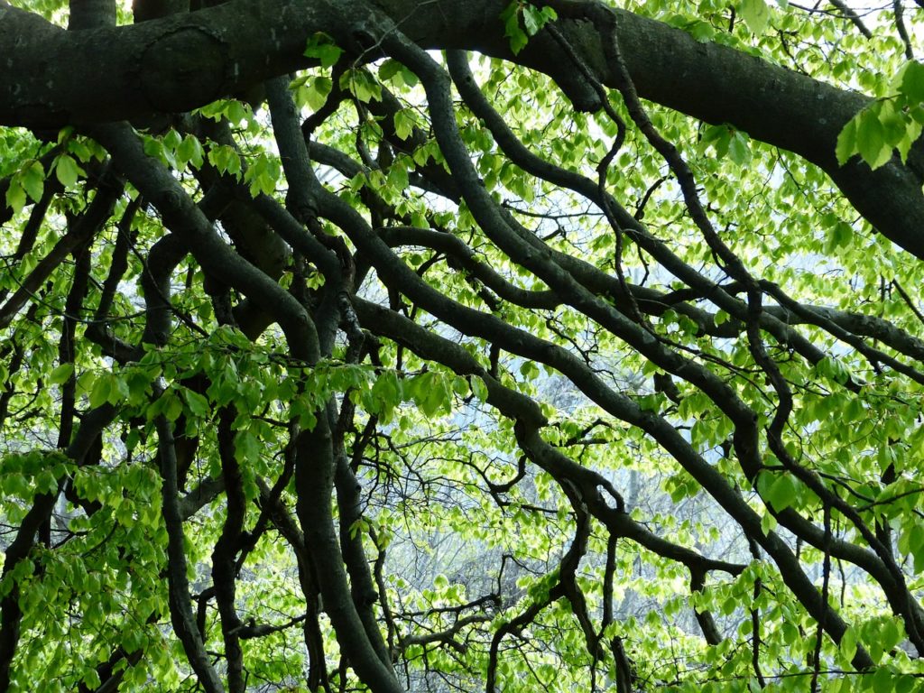 aesthetic, branches, beech