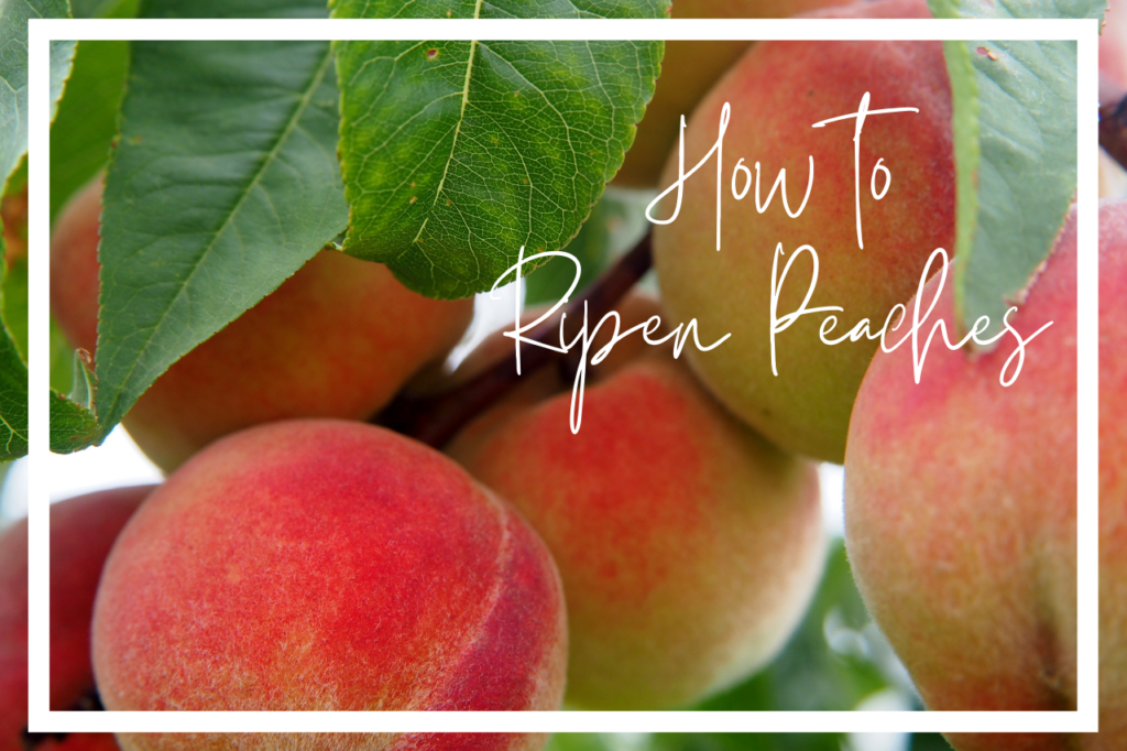 Featured Image Ripen Peaches