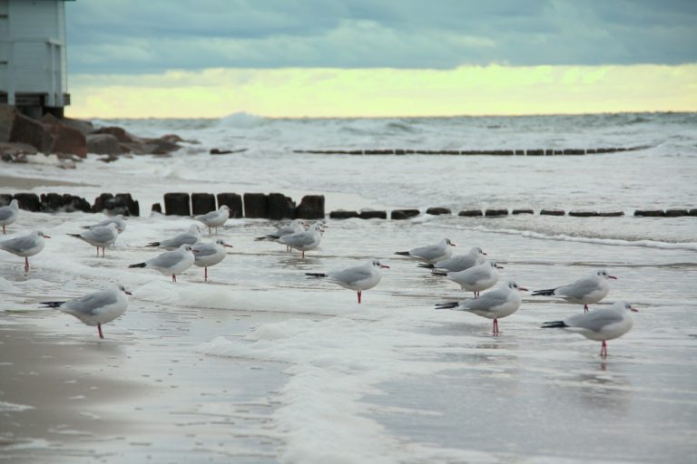 gulls, sea, beach