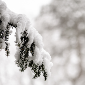 Snowy winter branch