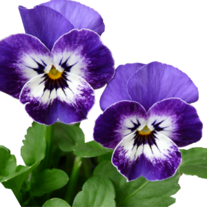 Pansies 2