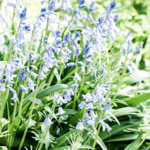 Spring flowers blue