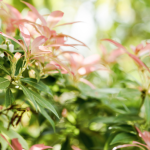 Spring flowers pink