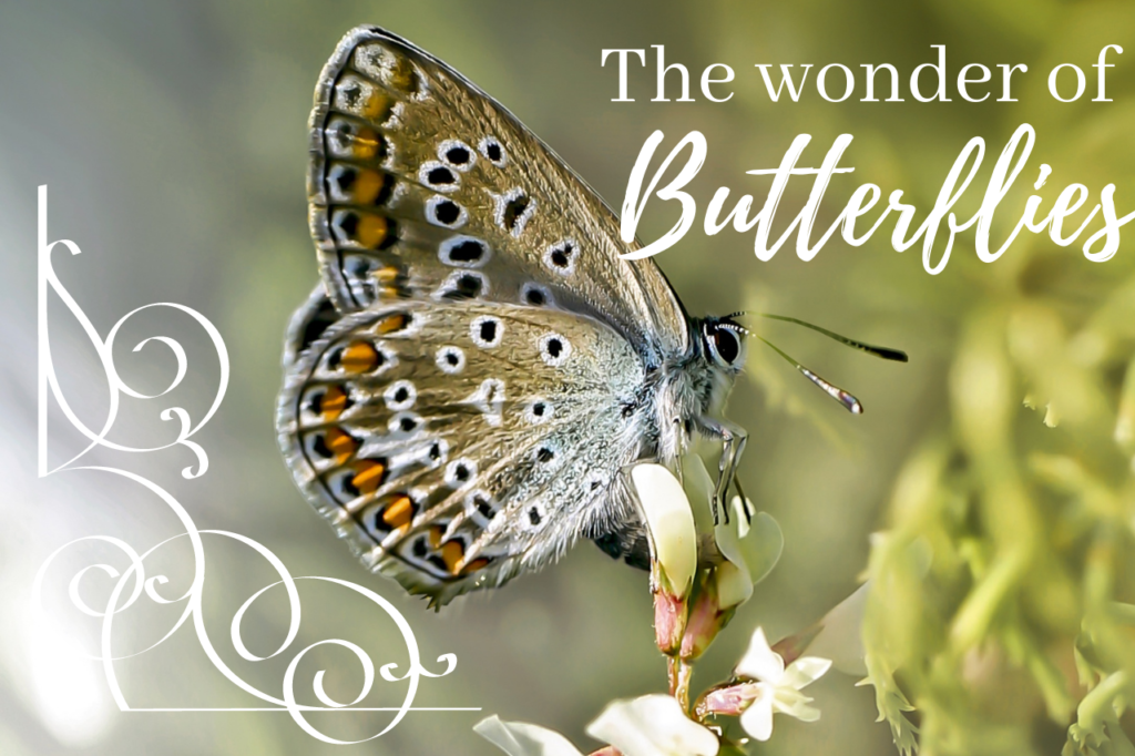 Featured Image Butterflies the wonder of