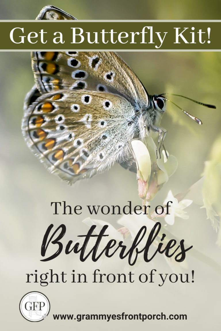 Pinterest Butterflies the wonder get a kit