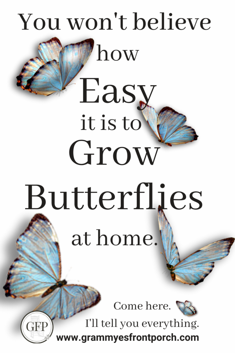 Pinterest Butterflies you won't believe how easy