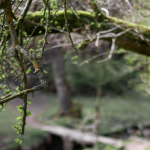 Branches budding