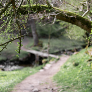 Mossy branch