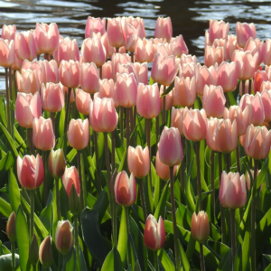 Pink tulips