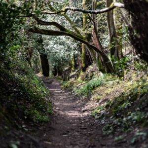 Shady Path