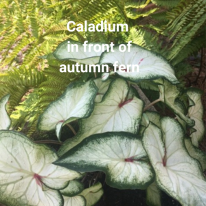 Container Garden Caladium and autumn fern