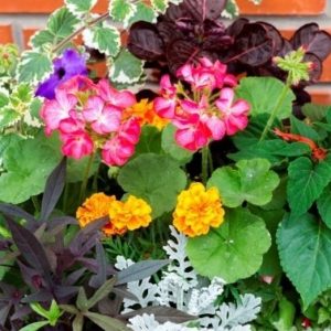 Container garden annuals