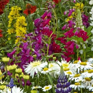 Container garden perennials