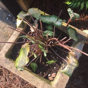 Container plants Caladium chewed