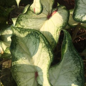 Container plants caladium before