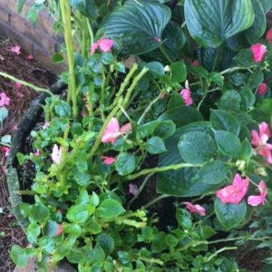 Container plants impatiens chewed