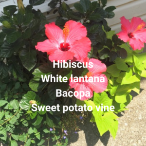 Container garden hibiscus lantana bacopa vine