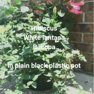 Container garden hibiscus lantana bacopa vine black plastic pot