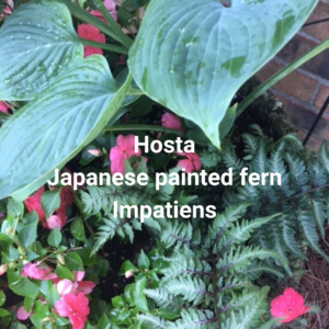 Container garden hosta fern impatiens