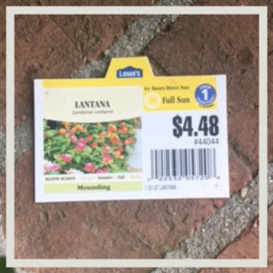 Label for container garden plant Lantana 1