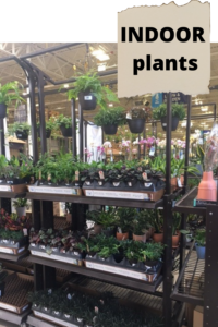 container garden Plants at the store INDOOR