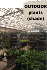 container garden Plants at the store OUTDOOR Shade