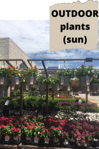 container garden Plants at the store OUTDOOR Sun