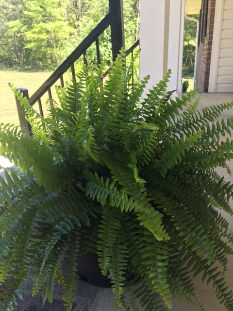 Porch Fern at Grammye's