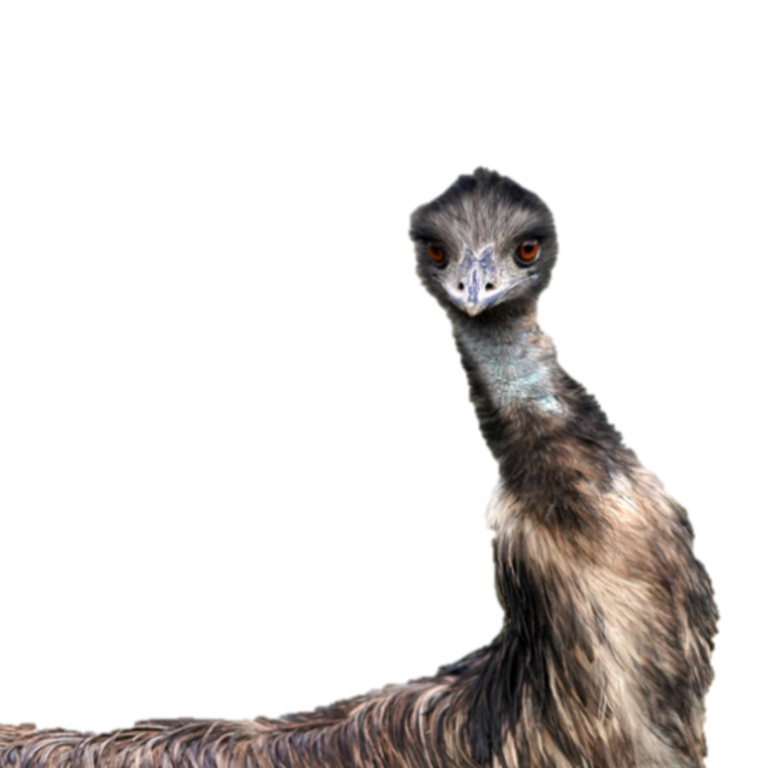 Ostrich expression