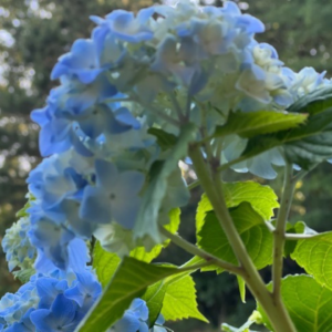 Hydrangea bloom