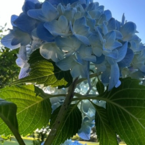 Hydrangea bloom close