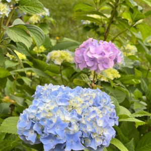 Hydrangea blooms blue and purple