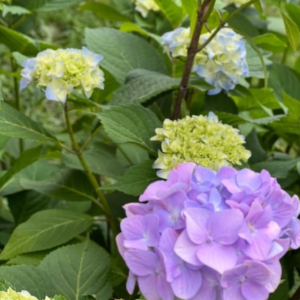 Hydrangea blooms purple and blue