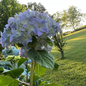 Hydrangea in bloom