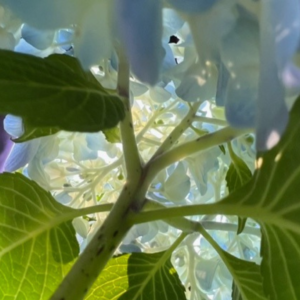 Hydrangea in sun