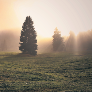 Hope Field Trees Sunbeams