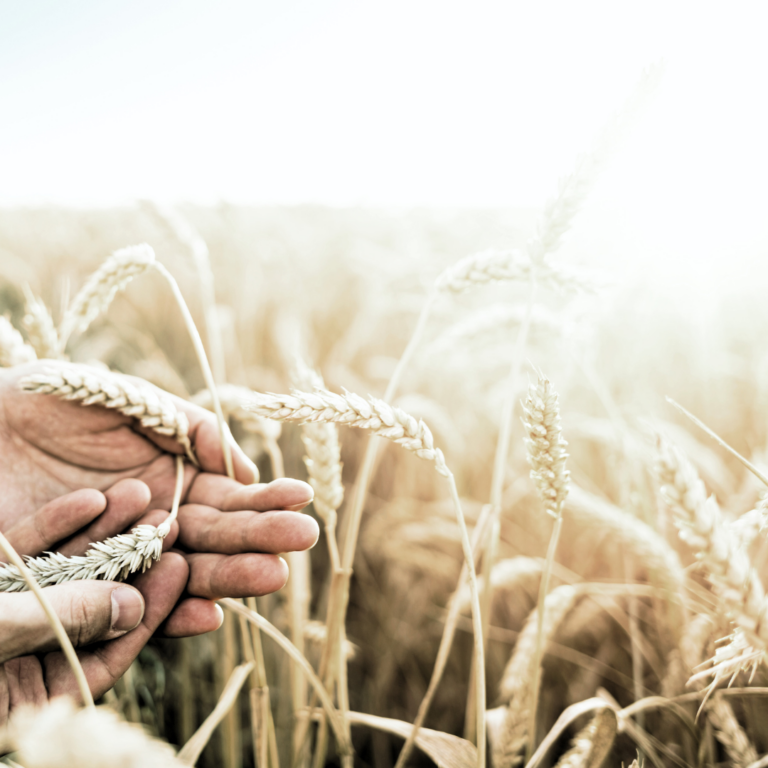 Wheat grain heads Blasphemy